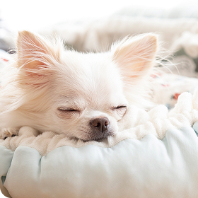 犬が走っている写真