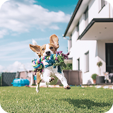 かわいい寝顔で寝ているわんちゃん