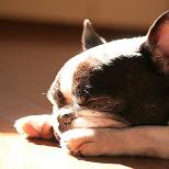 かわいい犬の写真