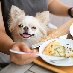 ワンチャンが膝に乗ってる、ご飯を食べている