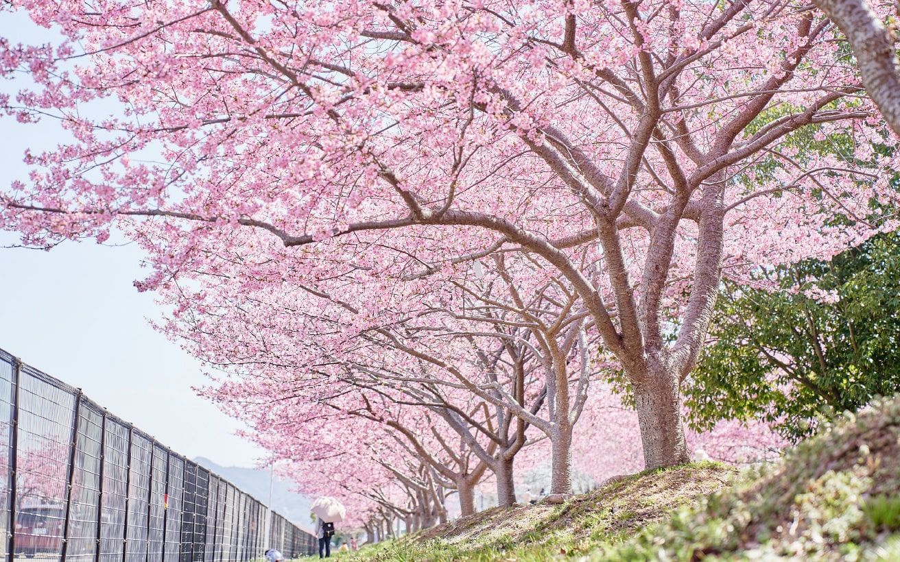 お花のイメージ