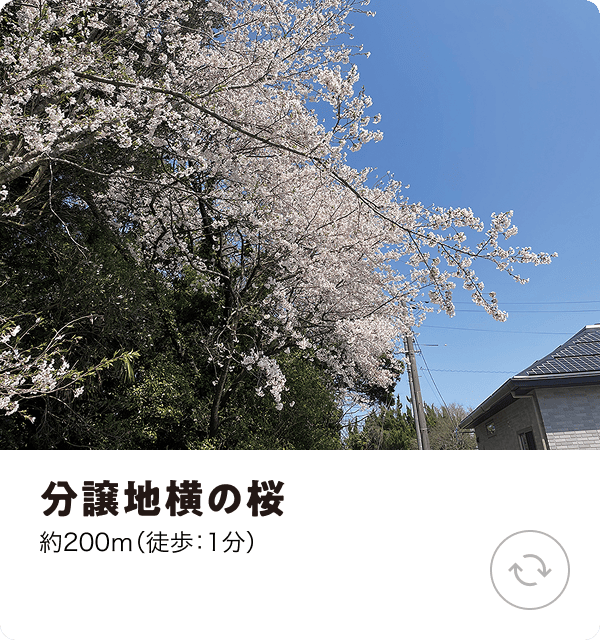 分譲地横の桜 約200m（徒歩：1分）